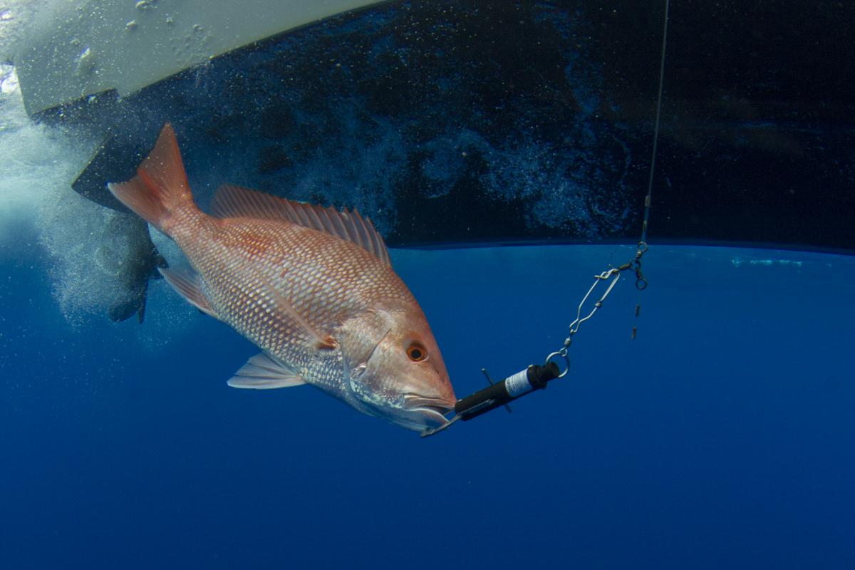 A fish is led underwater with a device attached to its mouth to help guide it back to depth.